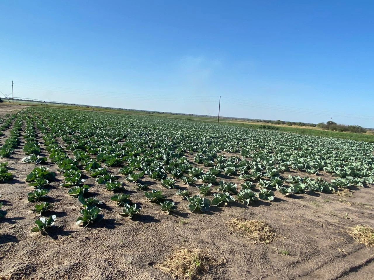 SAM FARM PROJECT