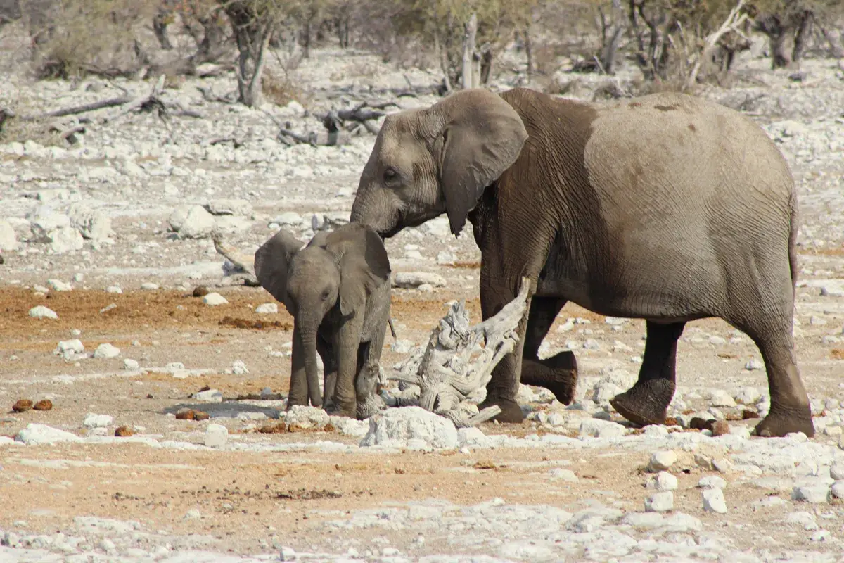 Chameleon Safaris — Set out on safari in Etosha