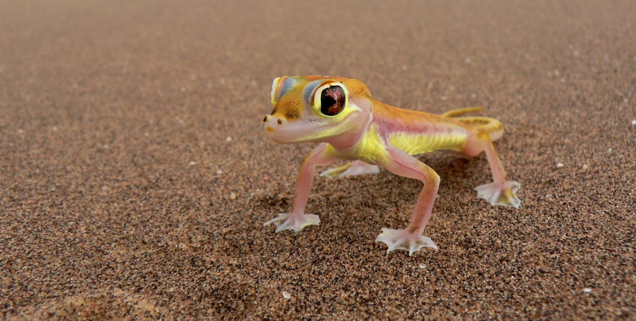 Living Desert Adventures — Discover the small wonders of the desert