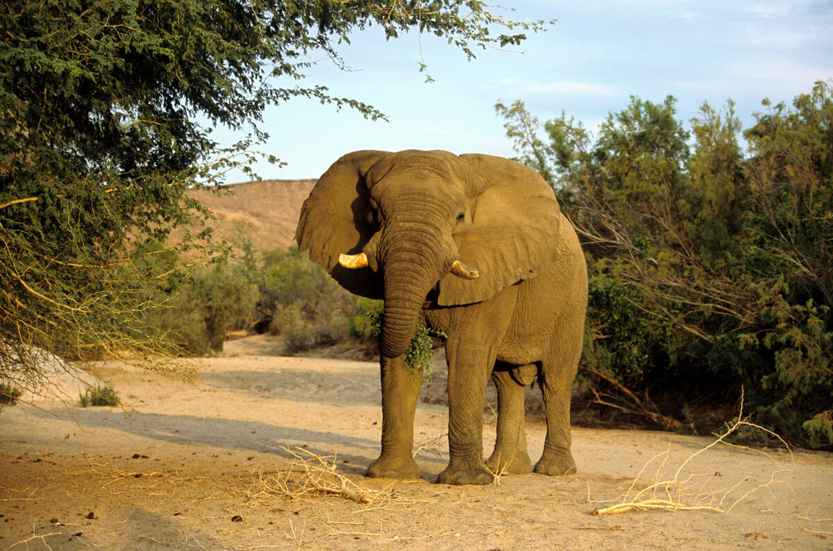 Ultimate Safaris — Follow the wildlife of Namibia