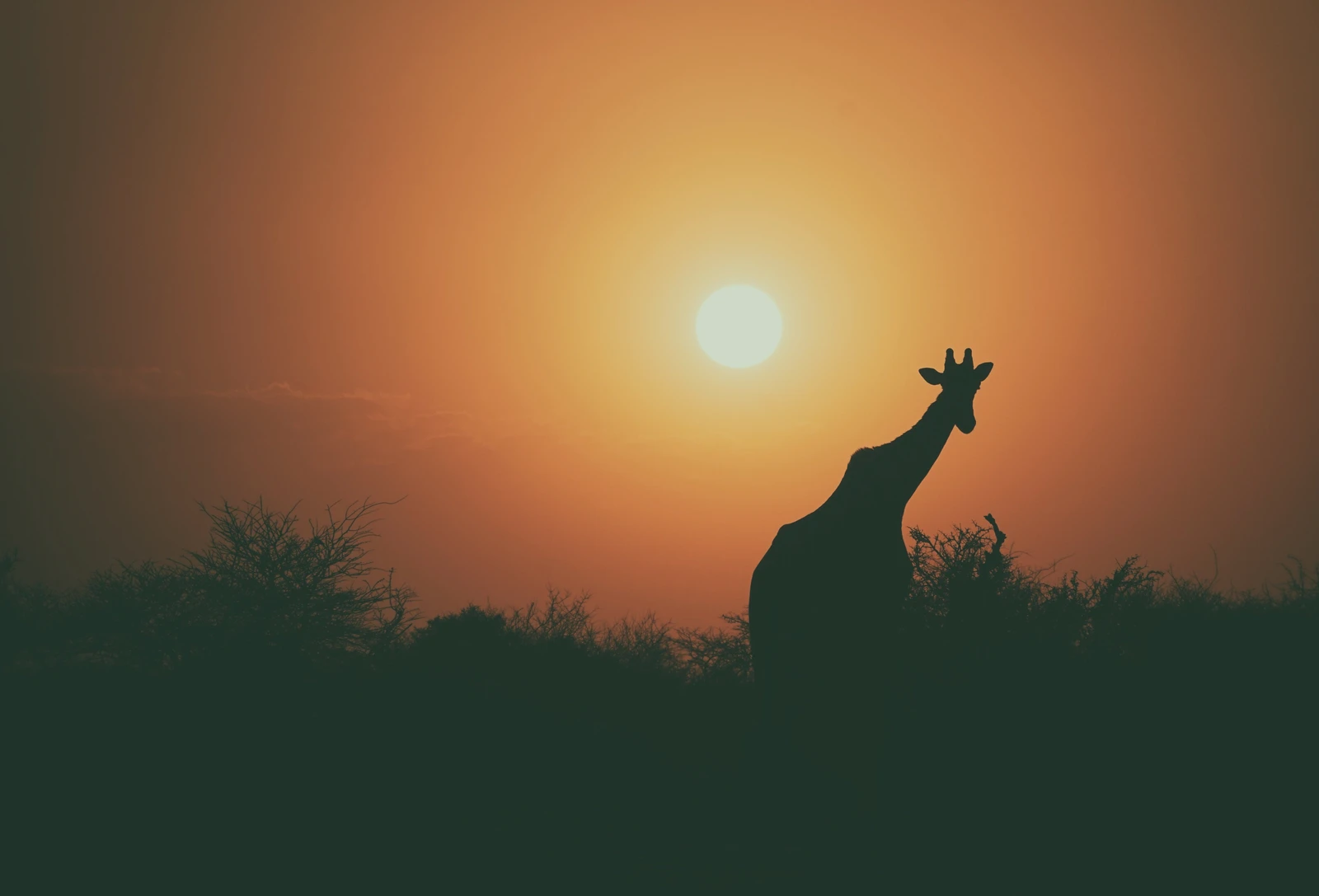 Photograph 1 — African Desk